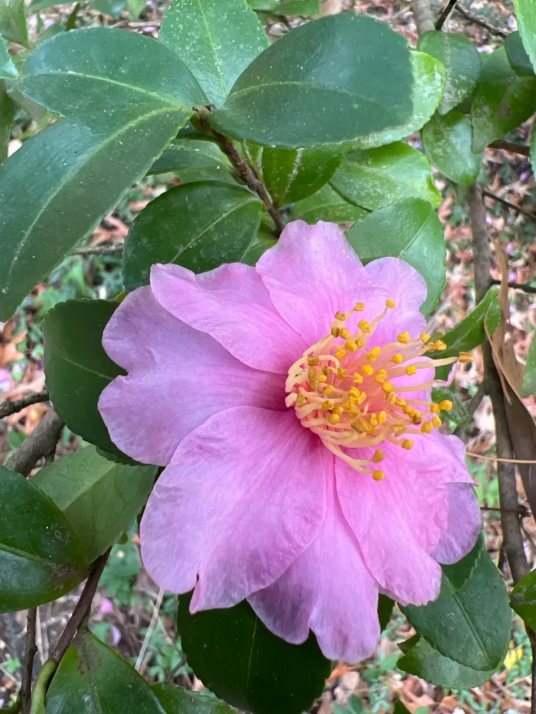 camellia sasanqua plant showing characteristic features