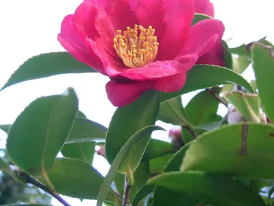 thumbnail camellia sasanqua