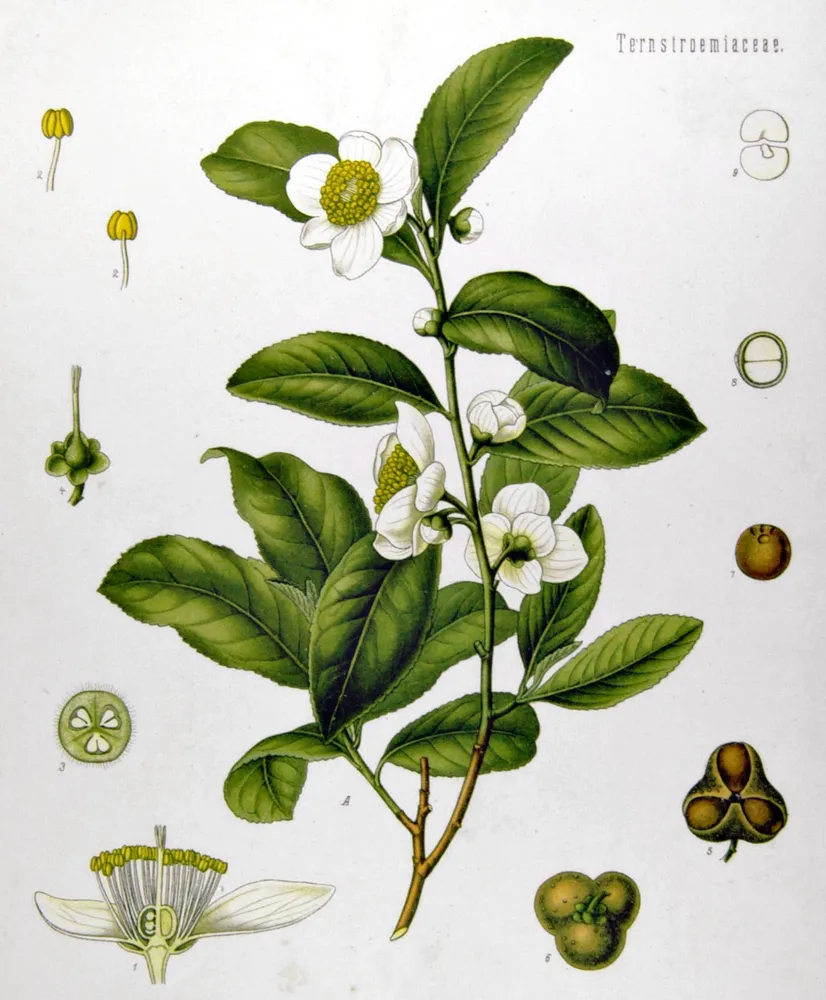 camellia sinensis plant showing characteristic features