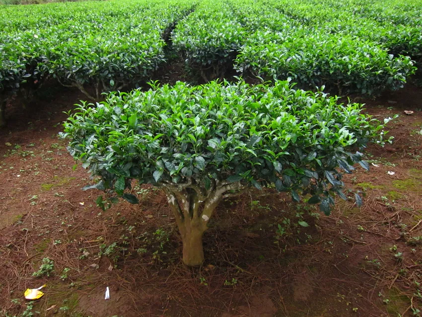 camellia sinensis plant showing characteristic features