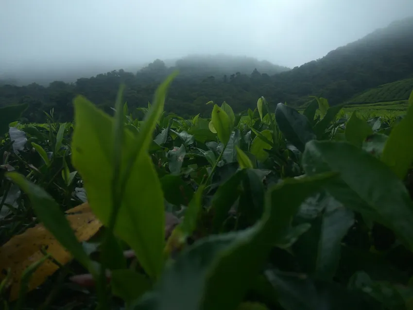 camellia sinensis plant showing characteristic features