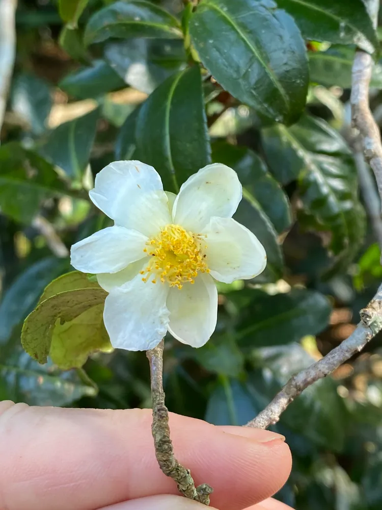 camellia sinensis plant showing characteristic features