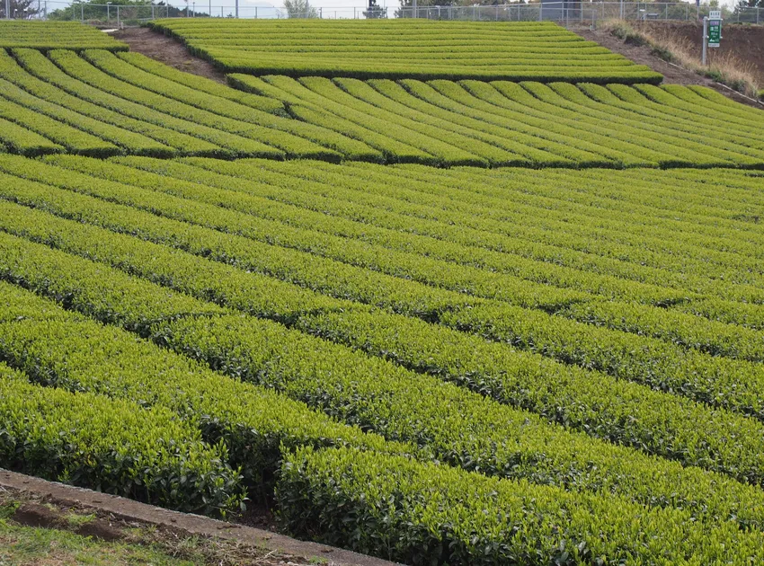 camellia sinensis plant showing characteristic features