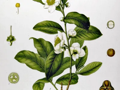 thumbnail camellia sinensis
