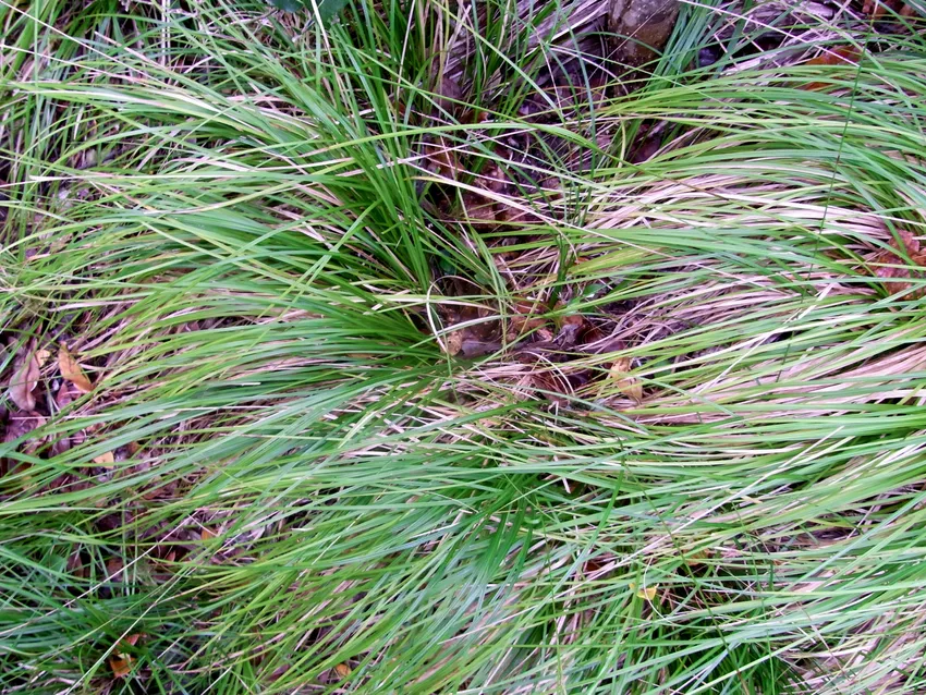 carex brunnea plant showing characteristic features