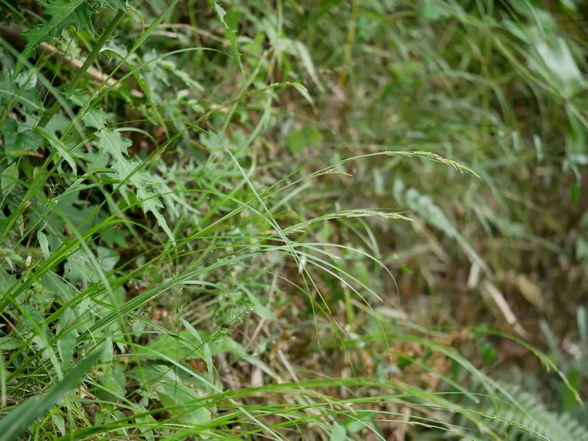 carex brunnea plant showing characteristic features