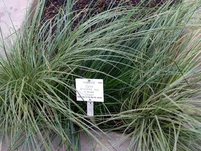 thumbnail carex brunnea