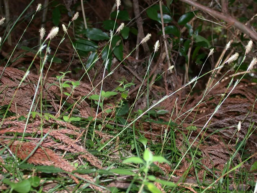 carex conica plant showing characteristic features