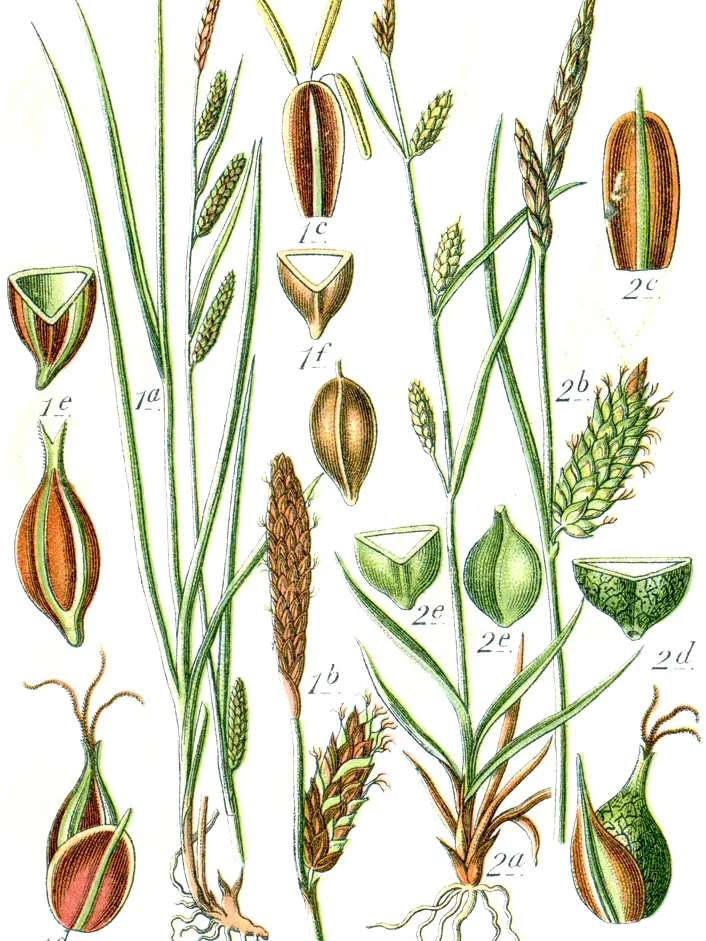 carex conica plant showing characteristic features