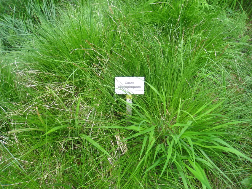 carex conica plant showing characteristic features