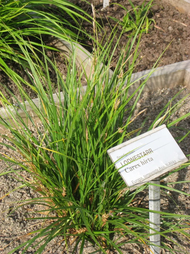 carex conica plant showing characteristic features