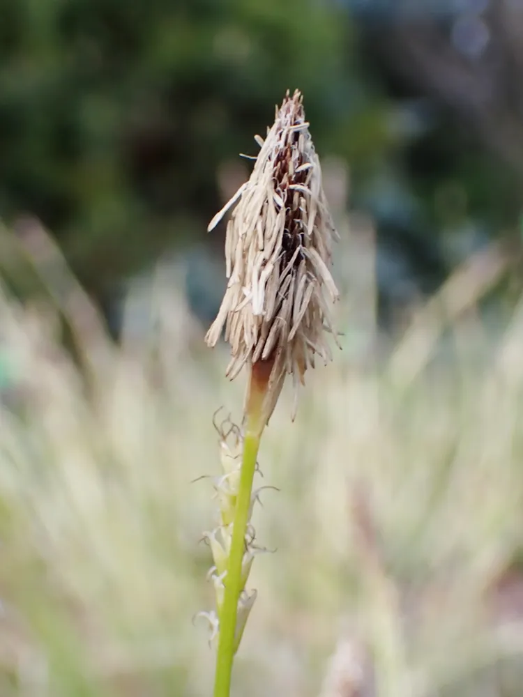 carex conica plant showing characteristic features