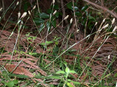 thumbnail carex conica