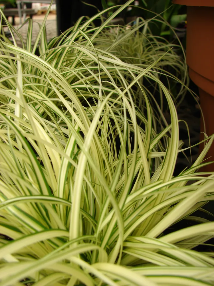 carex hachijoensis plant showing characteristic features