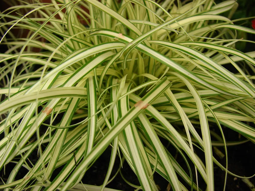 carex hachijoensis plant showing characteristic features