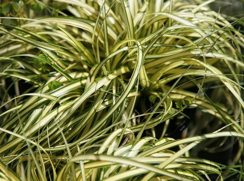carex hachijoensis plant showing characteristic features