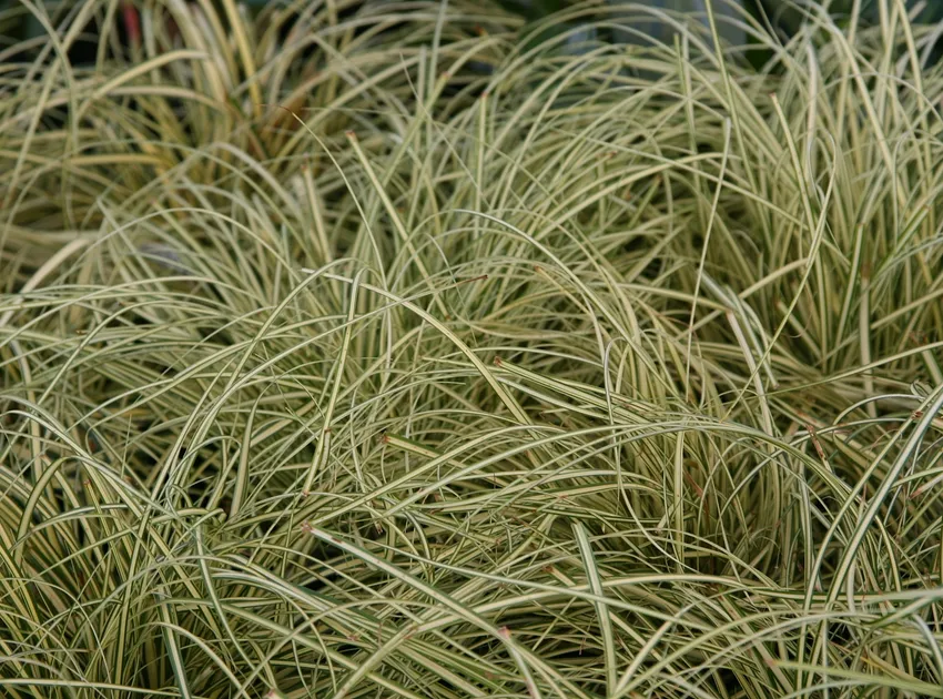 carex hachijoensis plant showing characteristic features