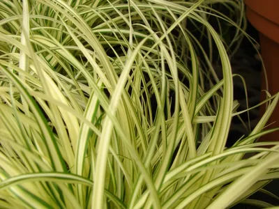 thumbnail carex hachijoensis