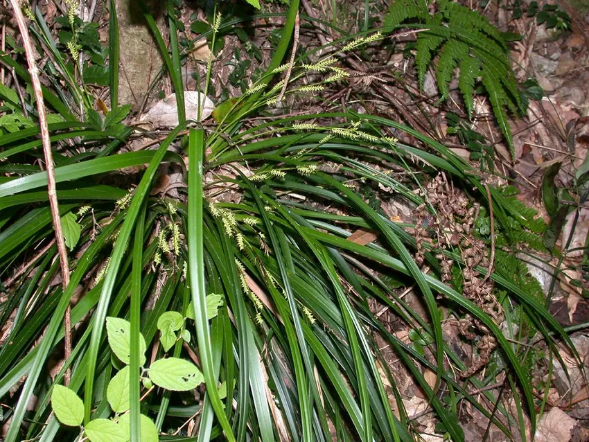 carex morrowii plant showing characteristic features