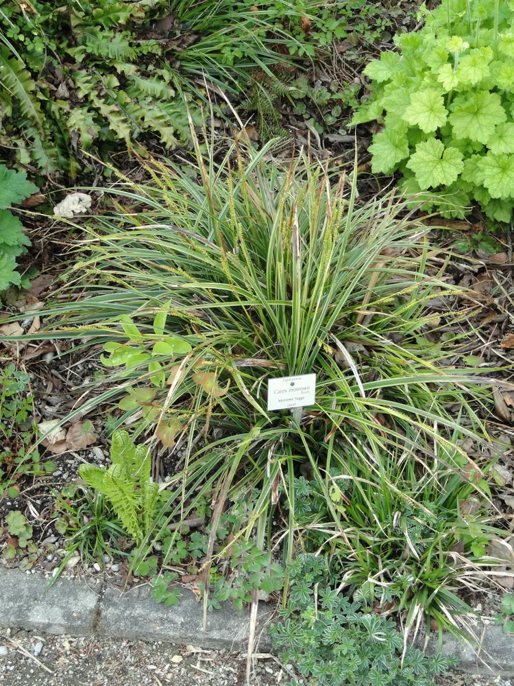 carex morrowii plant showing characteristic features