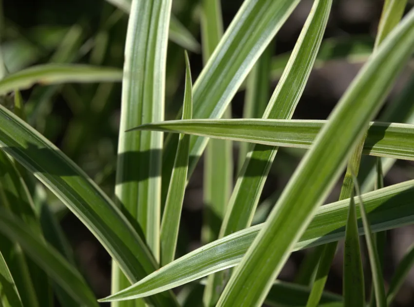 carex morrowii plant showing characteristic features