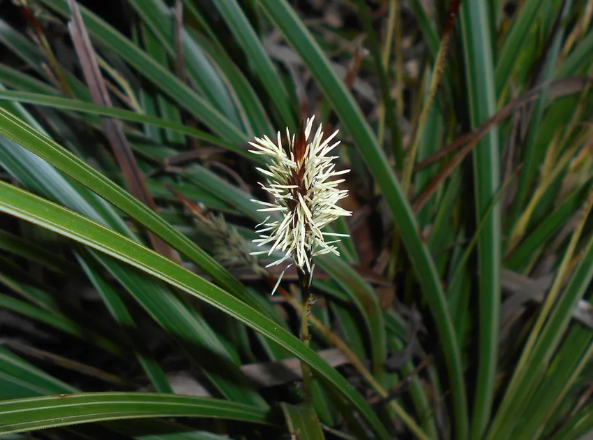 carex morrowii plant showing characteristic features