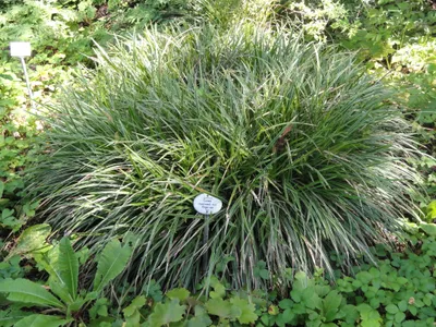 thumbnail carex morrowii
