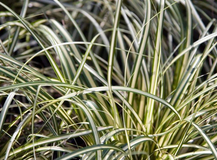 carex oshimensis plant showing characteristic features