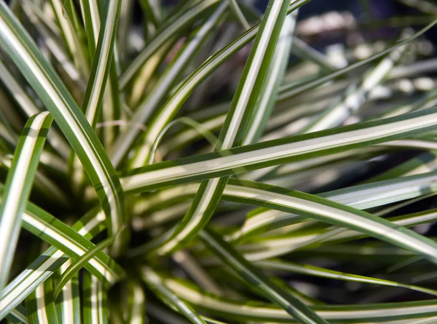 carex oshimensis plant showing characteristic features