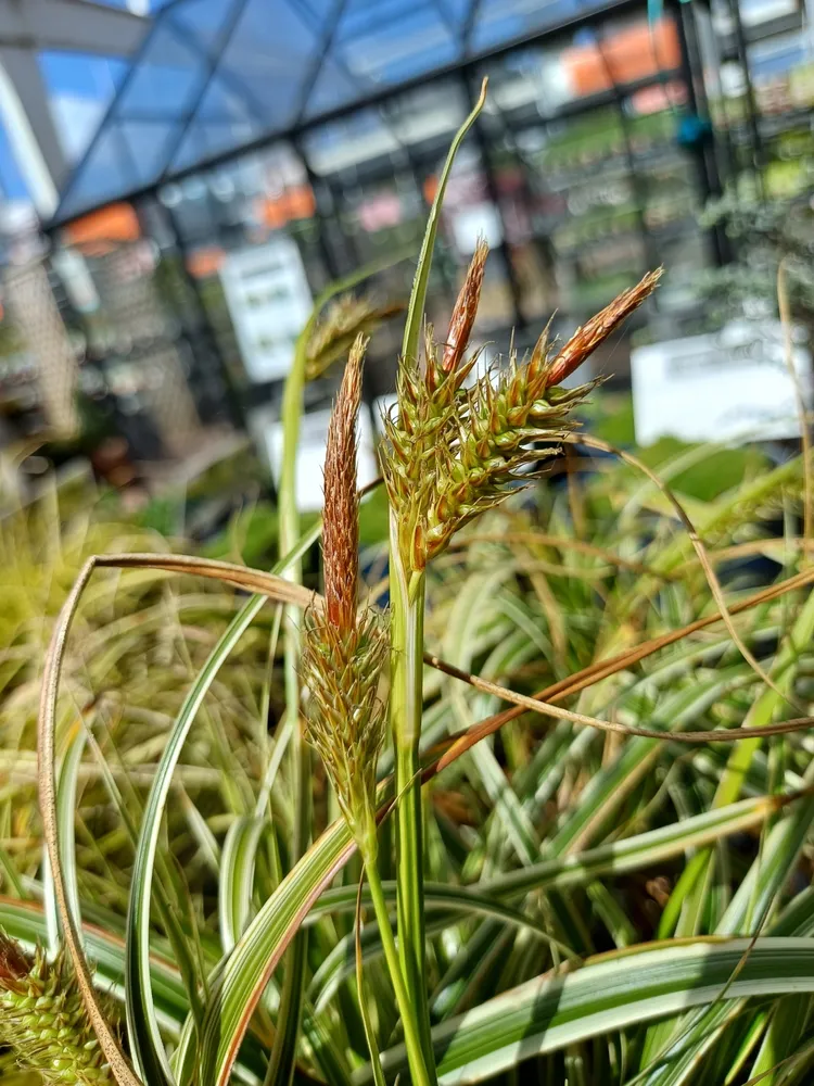 carex oshimensis plant showing characteristic features