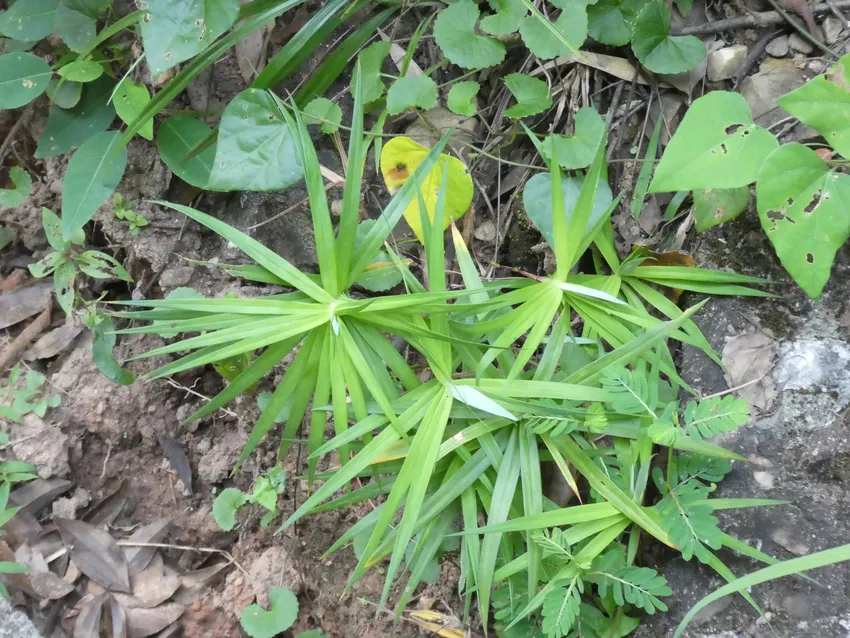 carex phyllocephala plant showing characteristic features