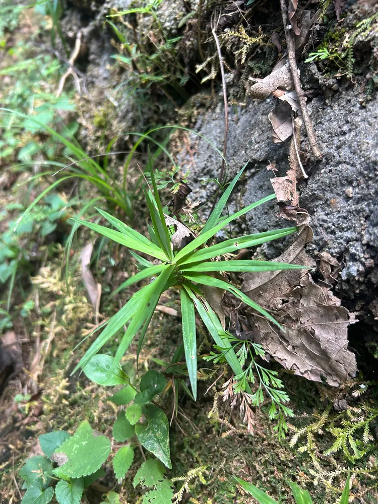 carex phyllocephala plant showing characteristic features