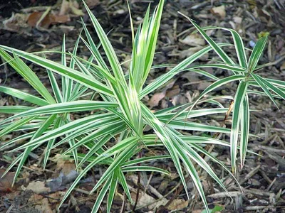 thumbnail carex phyllocephala