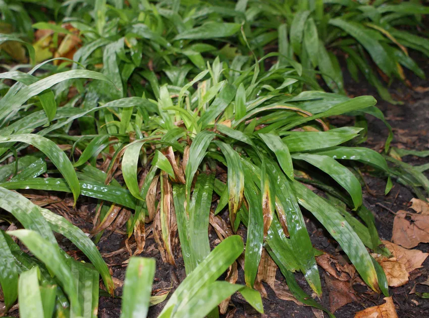 carex plantaginea plant showing characteristic features