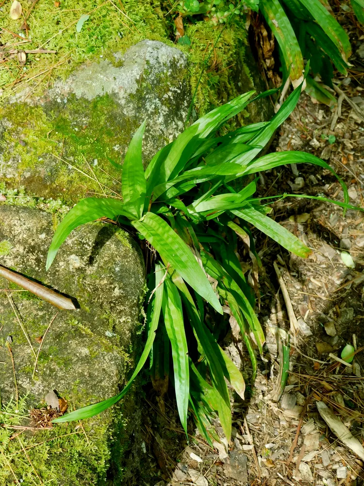 carex plantaginea plant showing characteristic features