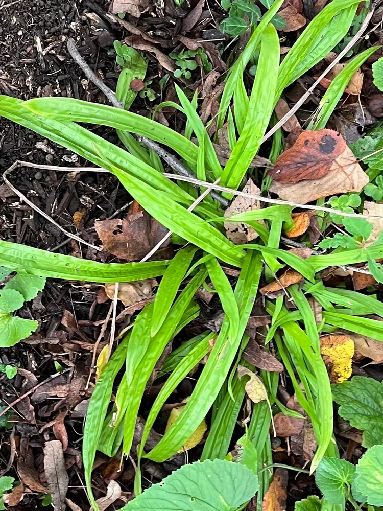 carex plantaginea plant showing characteristic features