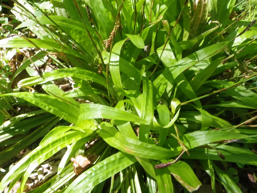 carex plantaginea plant showing characteristic features