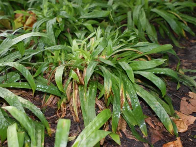 thumbnail carex plantaginea