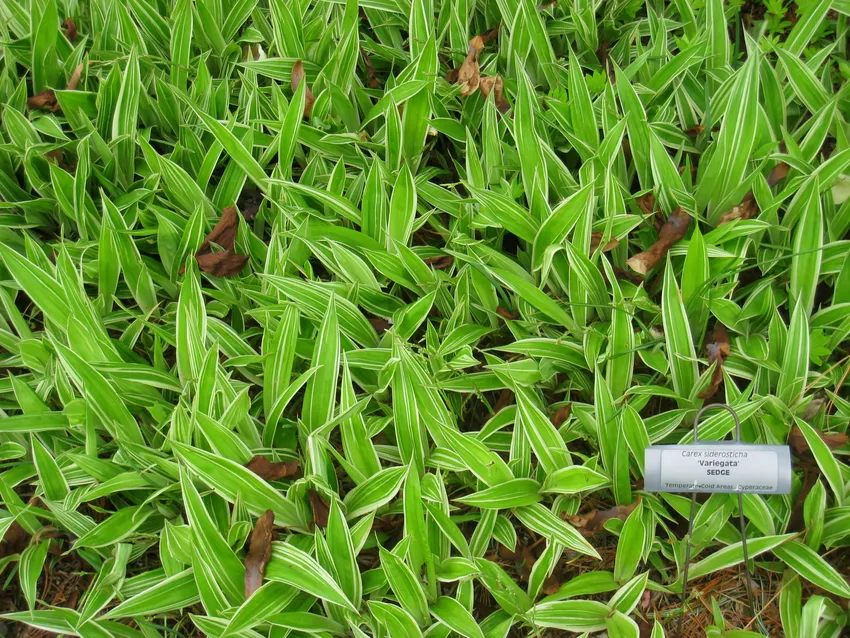 carex siderosticha plant showing characteristic features
