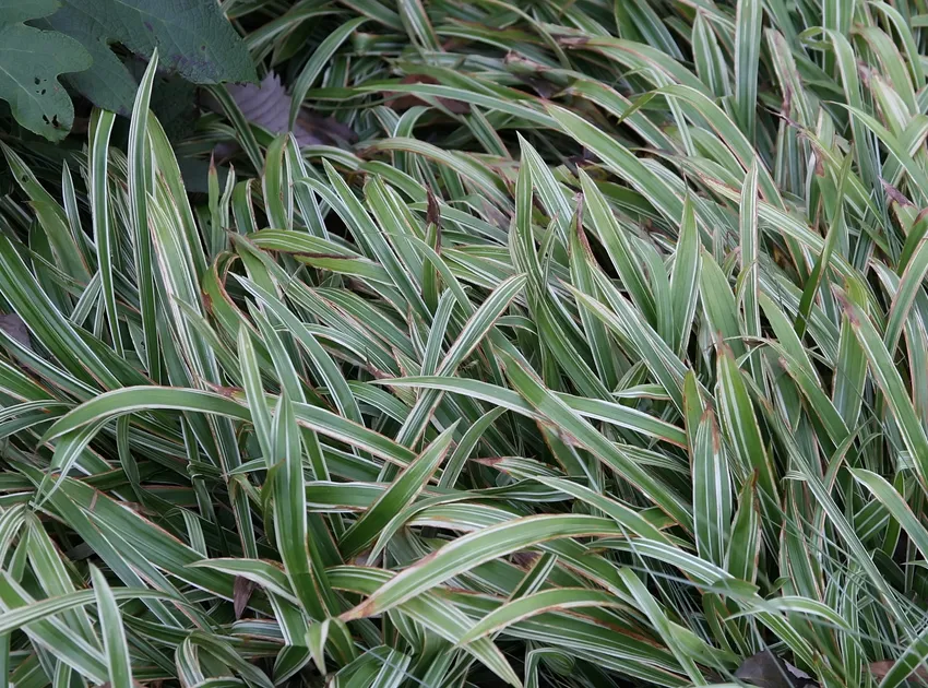 carex siderosticha plant showing characteristic features