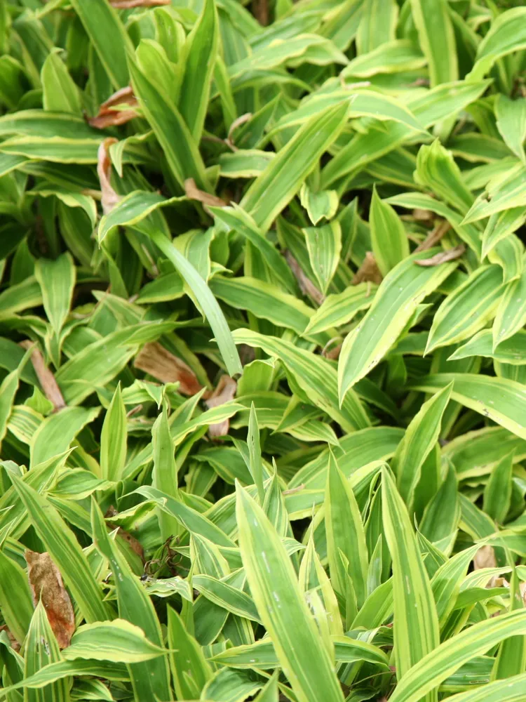 carex siderosticha plant showing characteristic features