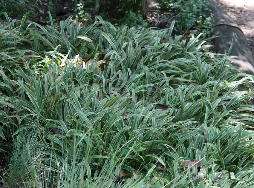 carex siderosticha plant showing characteristic features