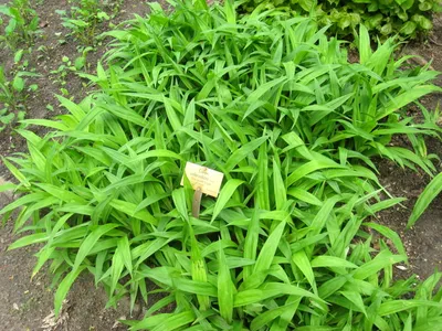 thumbnail carex siderosticha