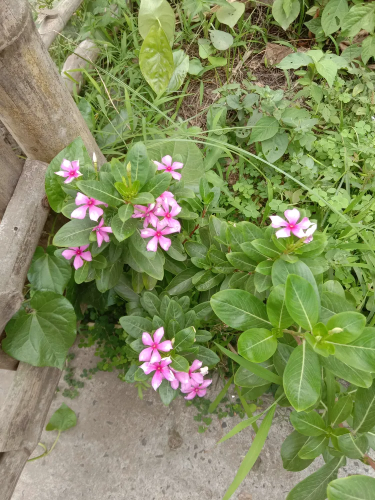 catharanthus roseus plant showing characteristic features