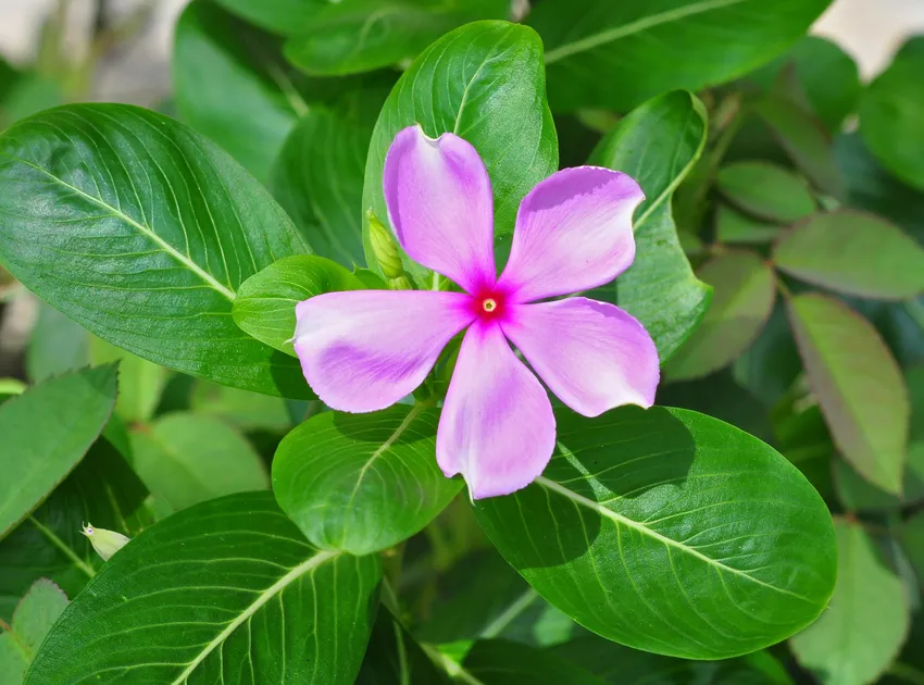 catharanthus roseus plant showing characteristic features