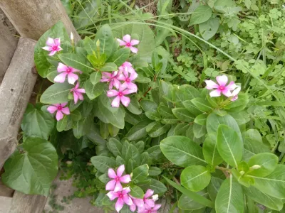 thumbnail catharanthus roseus