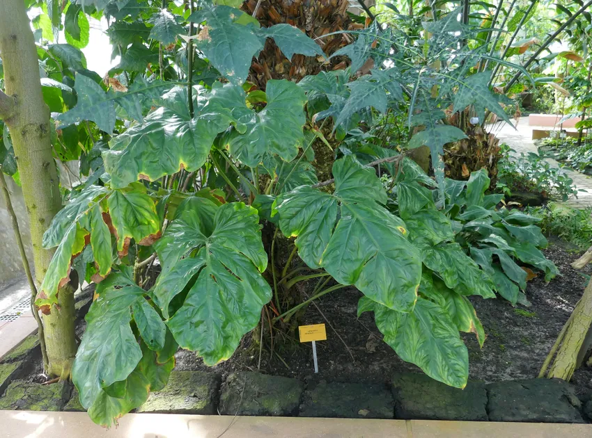 Plante cercestis mirabilis montrant ses caractéristiques typiques