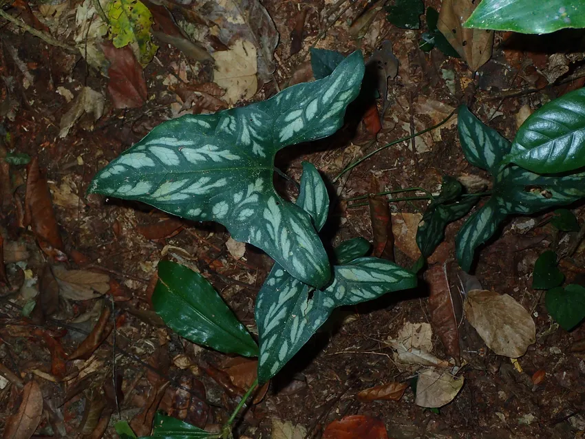 Plante cercestis mirabilis montrant ses caractéristiques typiques