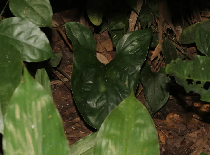 Plante cercestis mirabilis montrant ses caractéristiques typiques