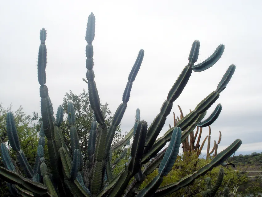 cereus forbesii plant showing characteristic features